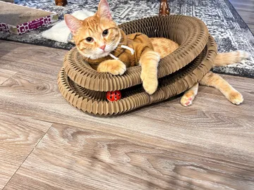 Orange tabby in a brown hoodie lounging in a Kitty Kurlz scratcher with a red rattle ball on a wood floor