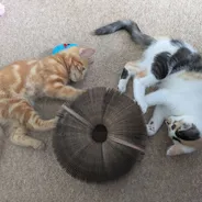 Orange tabby kitten and calico-and-white cat napping beside a Kitty Kurlz cardboard scratcher ring on beige carpet