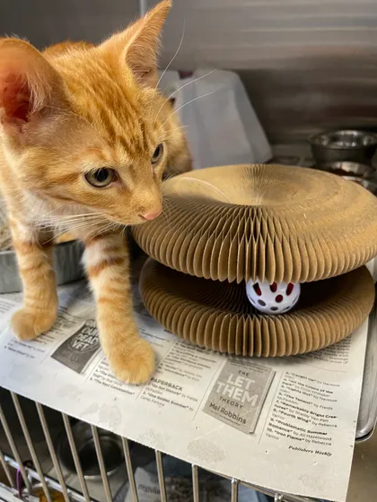 Orange tabby kitten sniffing a Kitty Kurlz cardboard scratcher with a rattle ball tucked underneath