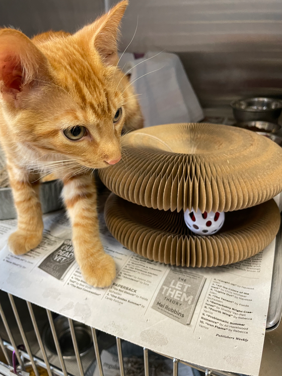 Orange tabby kitten sniffing a Kitty Kurlz cardboard scratcher with a rattle ball tucked underneath