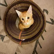 Orange tabby kitten peeking up from inside the center of a Kitty Kurlz scratcher ring