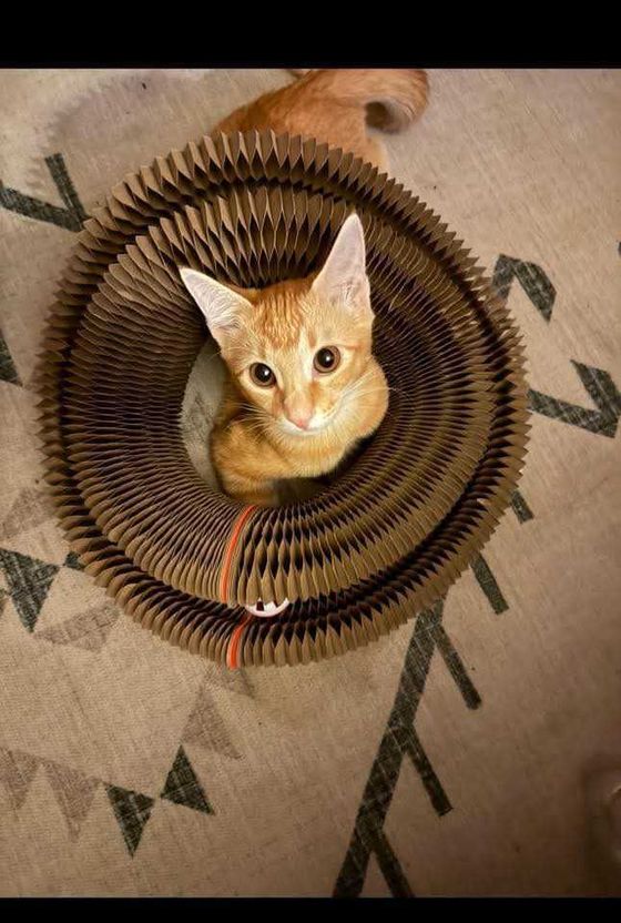 Orange tabby kitten peeking up from inside the center of a Kitty Kurlz scratcher ring