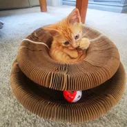 Orange tabby kitten curled inside a Kitty Kurlz scratcher with a red-and-white rattle ball in the track