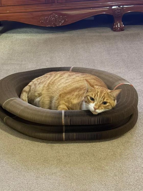 Orange tabby cat curled inside a Kitty Kurlz cardboard scratcher ring resting its chin on the edge
