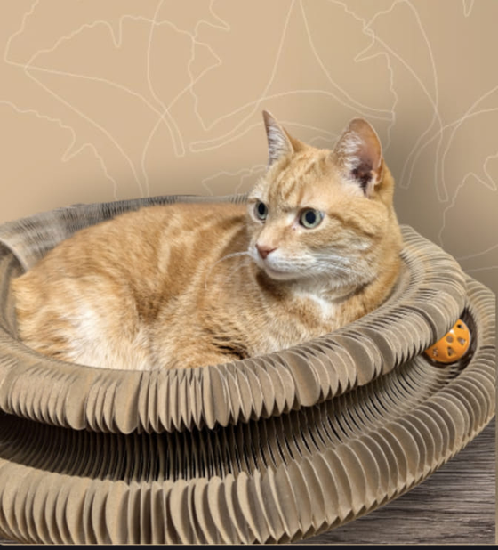 Orange tabby resting inside a Kitty Kurlz cardboard scratcher with an orange rattle ball against a beige backdrop