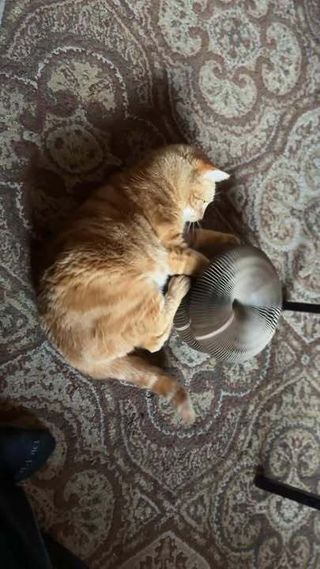 Orange tabby cat curled up asleep hugging a Kitty Kurlz cardboard scratcher on a patterned carpet
