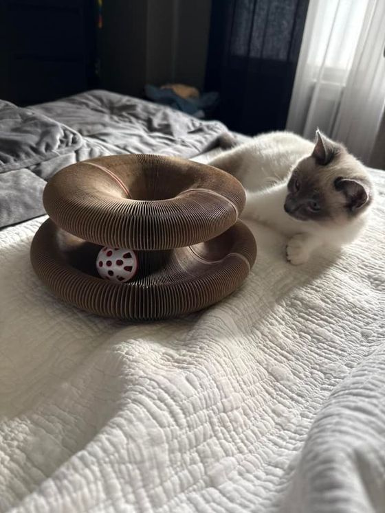 Seal point kitten lying on a white quilt beside a Kitty Kurlz cardboard scratcher ring with a red and white rattle ball
