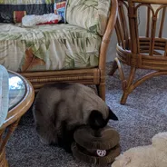 Seal point Siamese cat digging into a Kitty Kurlz cardboard scratcher ring with a red rattle ball beside a rattan chair