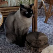 Blue-eyed Siamese cat sitting beside a folded Kitty Kurlz cardboard scratcher