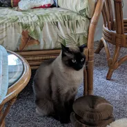 Blue-eyed Siamese cat sitting next to a folded Kitty Kurlz cardboard scratcher on a carpeted sunroom floor