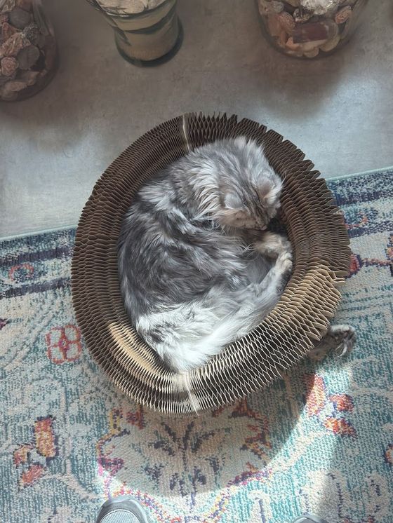Silver tabby longhair curled asleep inside a Kitty Kurlz cardboard scratcher on a patterned rug