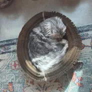 Silver tabby longhair curled asleep inside a Kitty Kurlz cardboard scratcher on a patterned rug