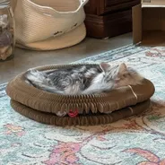 Long-haired silver tabby sleeping in a Kitty Kurlz cardboard scratcher ring with rattle balls in its track