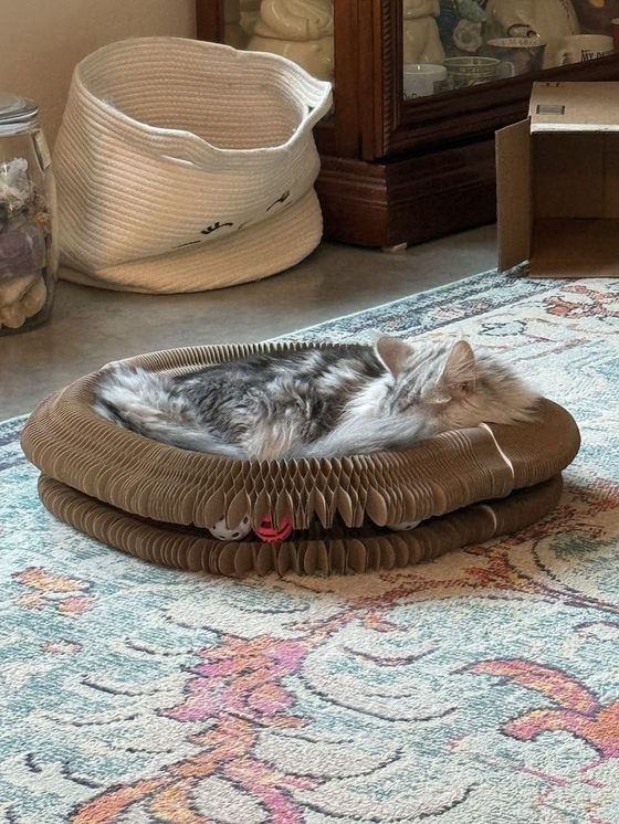 Long-haired silver tabby sleeping in a Kitty Kurlz cardboard scratcher ring with rattle balls in its track