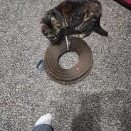 Tortoiseshell cat sniffing a Kitty Kurlz cardboard scratcher ring on a speckled carpet