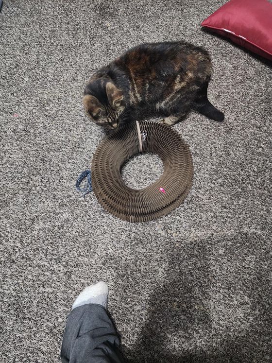 Tortoiseshell cat sniffing a Kitty Kurlz cardboard scratcher ring on a speckled carpet