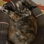 Fluffy tortoiseshell cat curled up inside a Kitty Kurlz cardboard scratcher ring seen from above