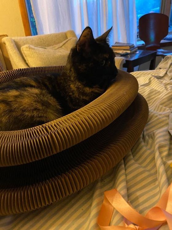 Tortoiseshell cat curled inside a Kitty Kurlz cardboard scratcher ring on a striped bedsheet