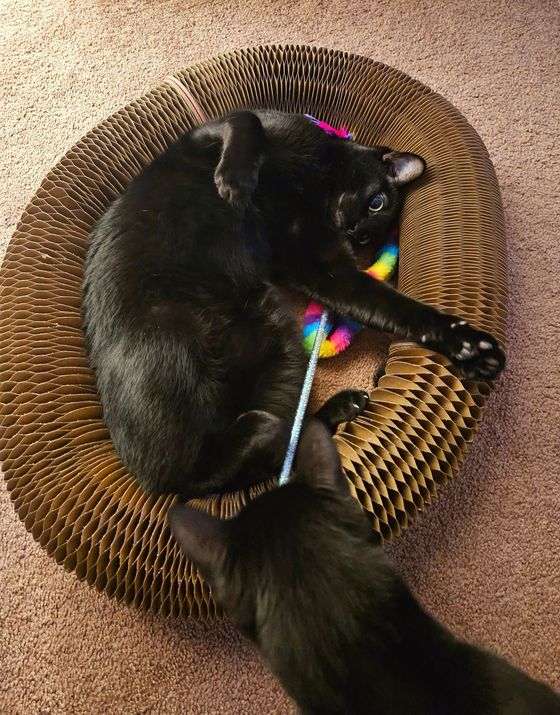 Black cat rolling inside a Kitty Kurlz cardboard scratcher ring with a rainbow wand toy while a second black cat looks on