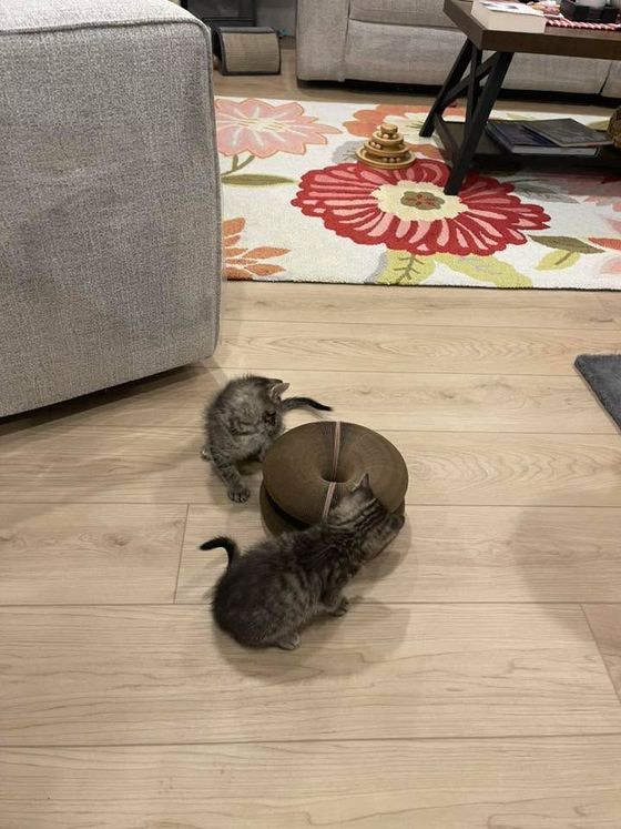 Two gray tabby kittens investigating a Kitty Kurlz cardboard scratcher on a light wood floor