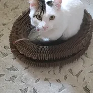 White cat with tabby markings sitting inside a Kitty Kurlz scratcher ring on a patterned rug
