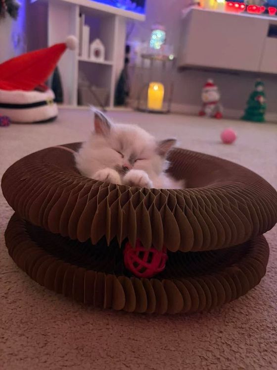 White ragdoll kitten sleeping inside a Kitty Kurlz cardboard scratcher ring with a pink ball in the track